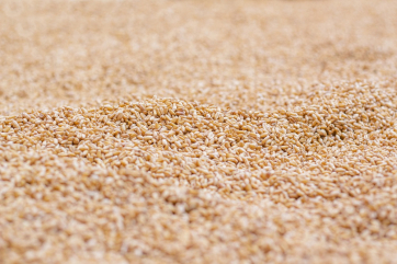 Правительство ввело бессрочный демпфер для экспорта зерна